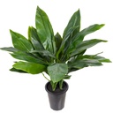 Aspidistra 75cm