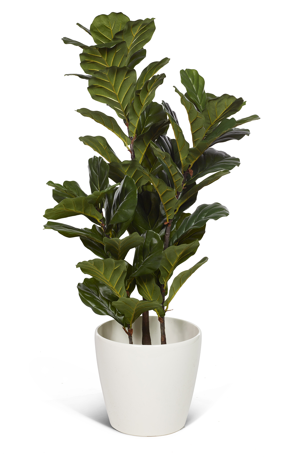 [8551745] Konstväxt ficus lyrata 100cm